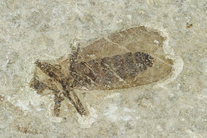 Fossil March Fly (Plecia) - Green River Formation #135893